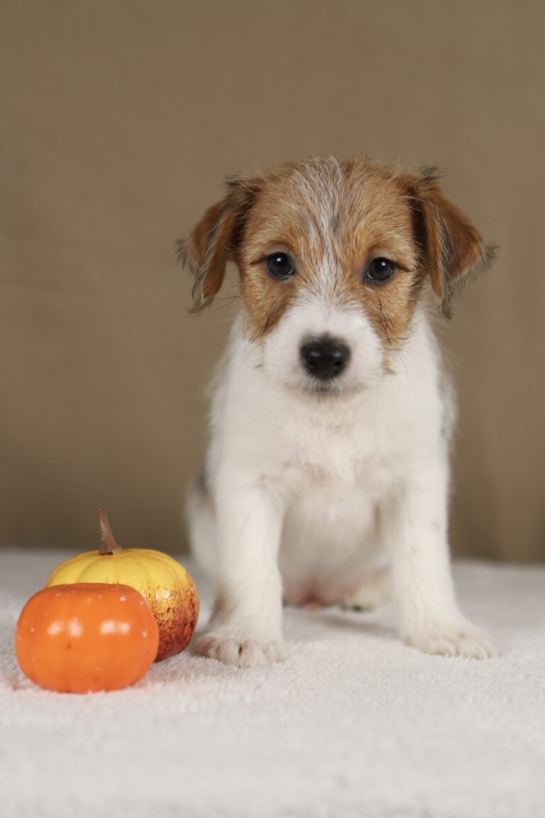piesek Jack russell terrier