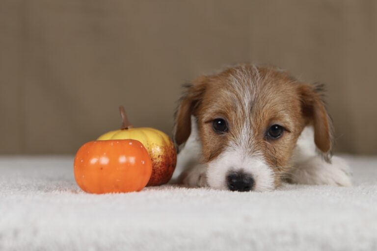 piesek Jack russell terrier