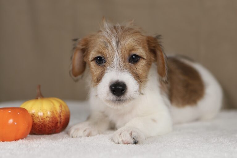 piesek Jack russell terrier