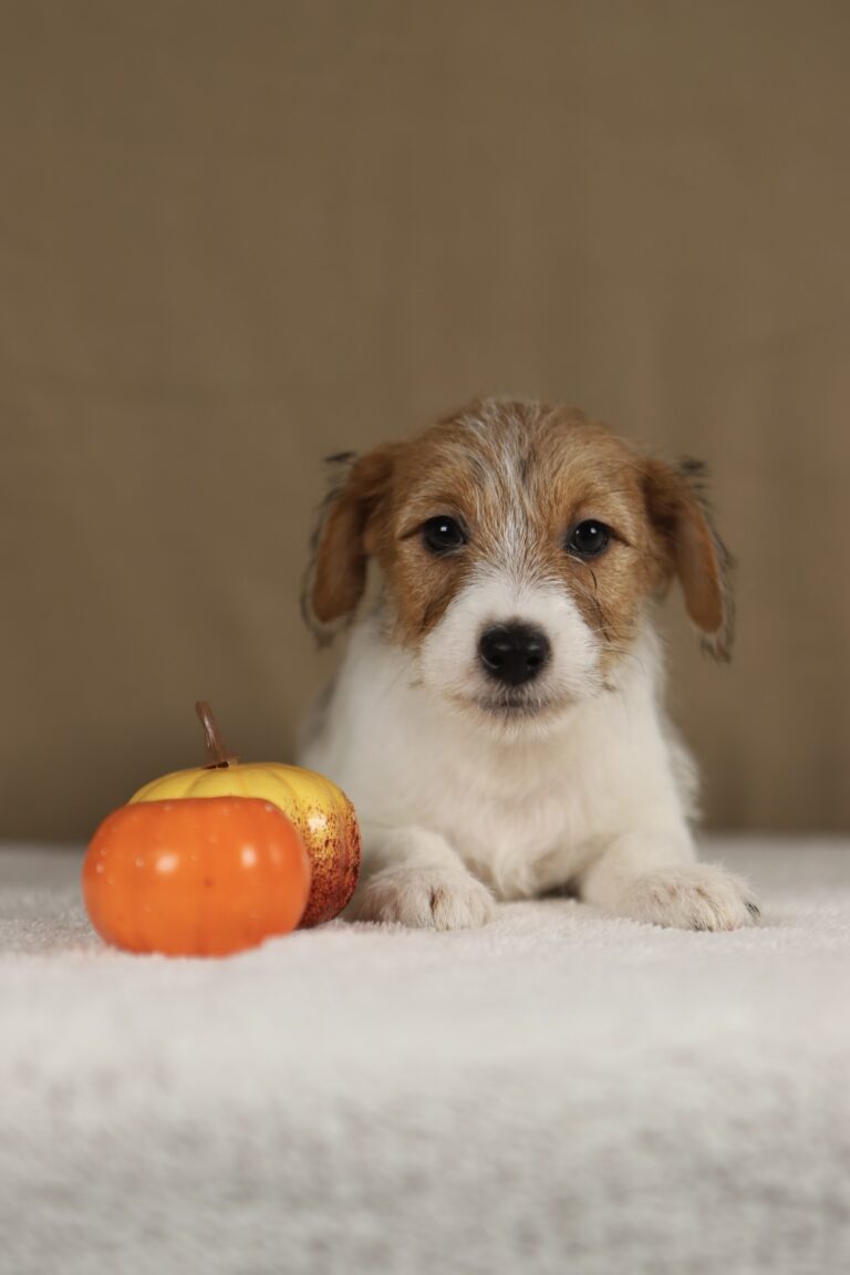 piesek Jack russell terrier