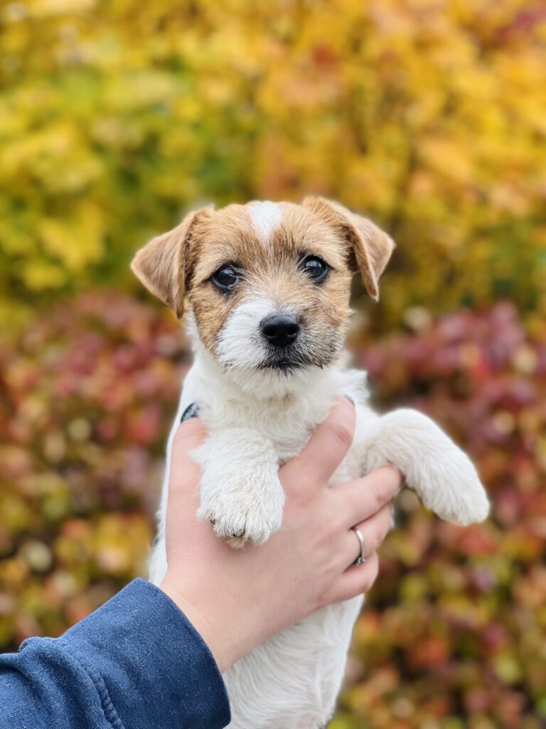 reproduktor jack russell terrier