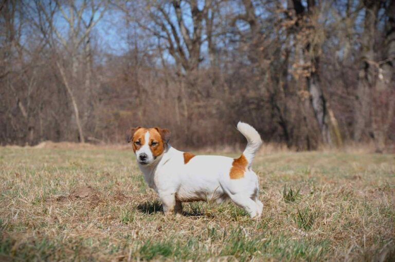 jack russell terrier