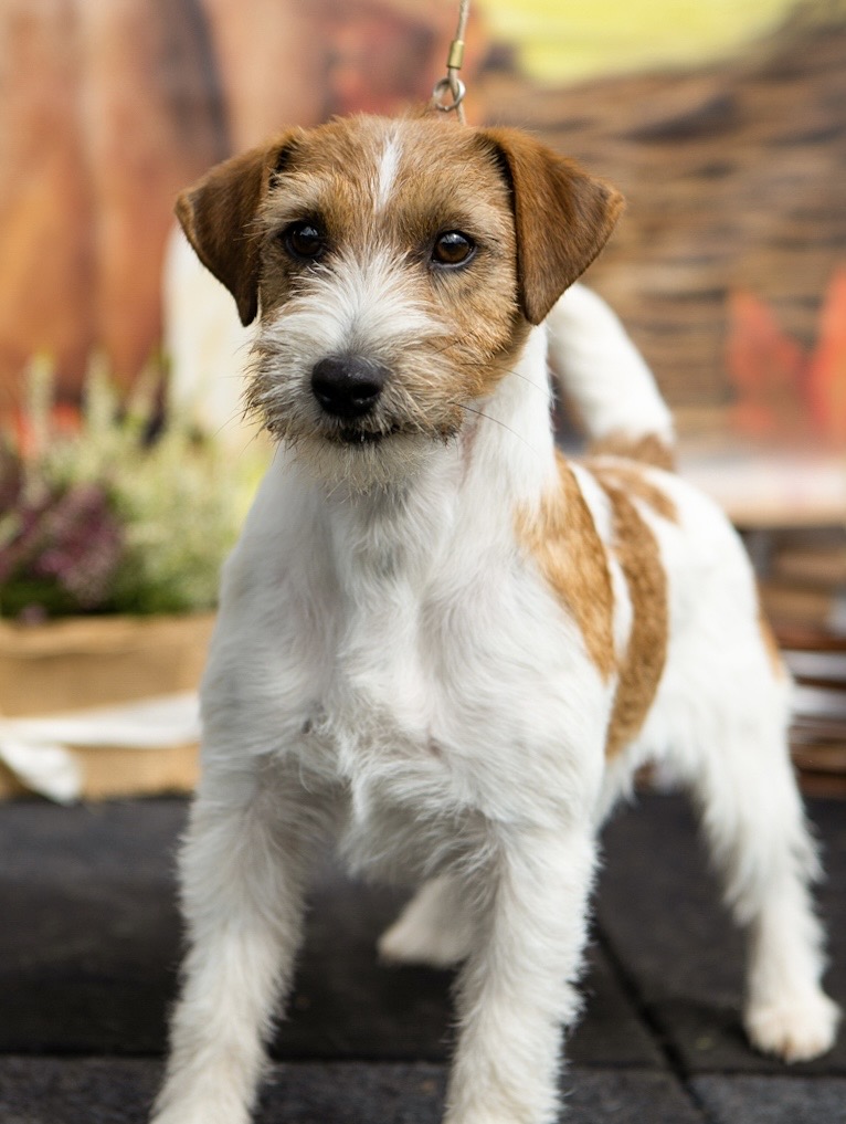 jack russell terrier