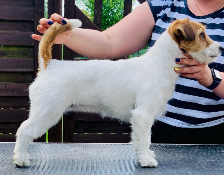 jack russell terrier