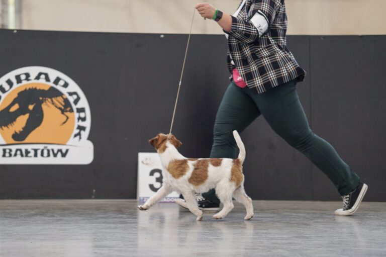 jack russell terrier reproduktor