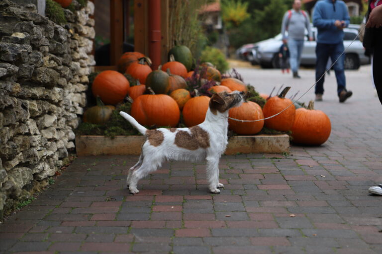 jack russell terrier reproduktor