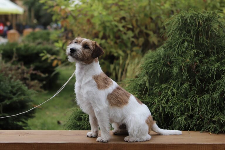 jack russell terrier reproduktor