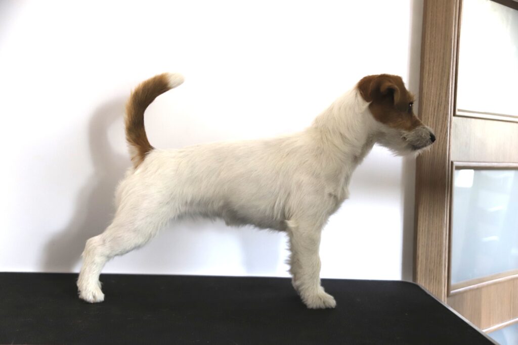 jack russell terrier