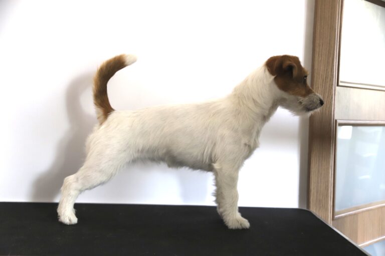 jack russell terrier