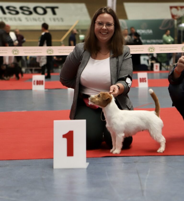 jack russell terrier