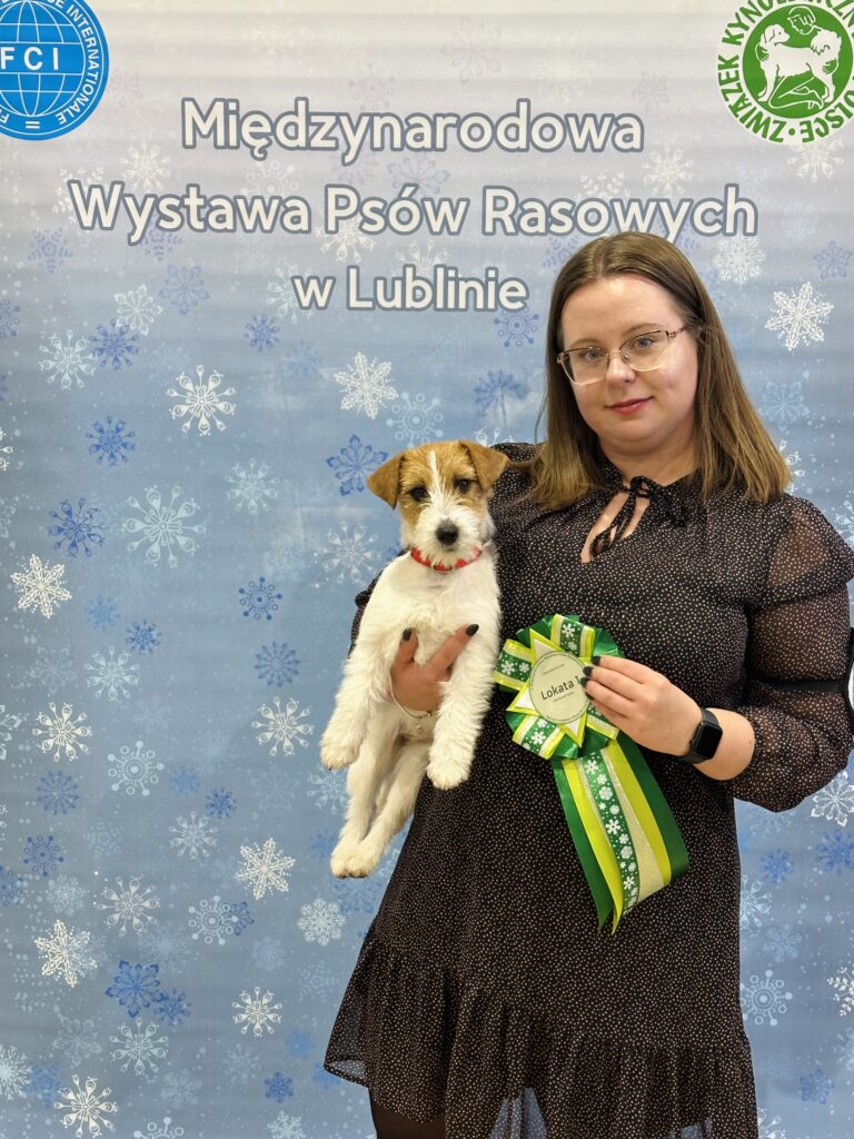 jack russell terrier