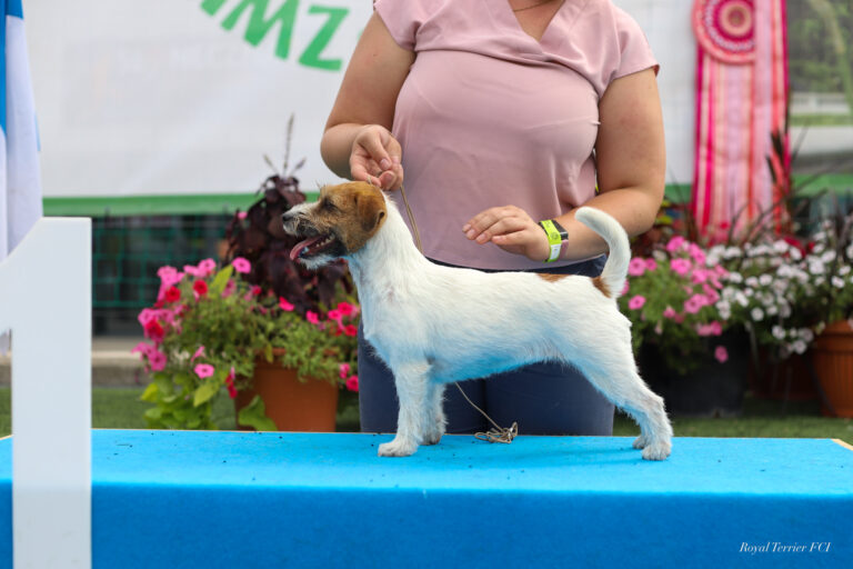 trymowanie jack russell terrier