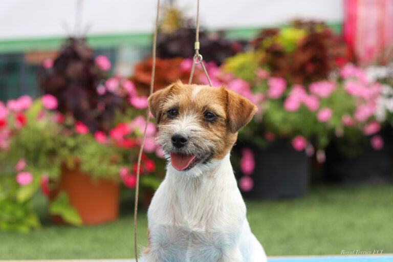 trymowanie jack russell terrier