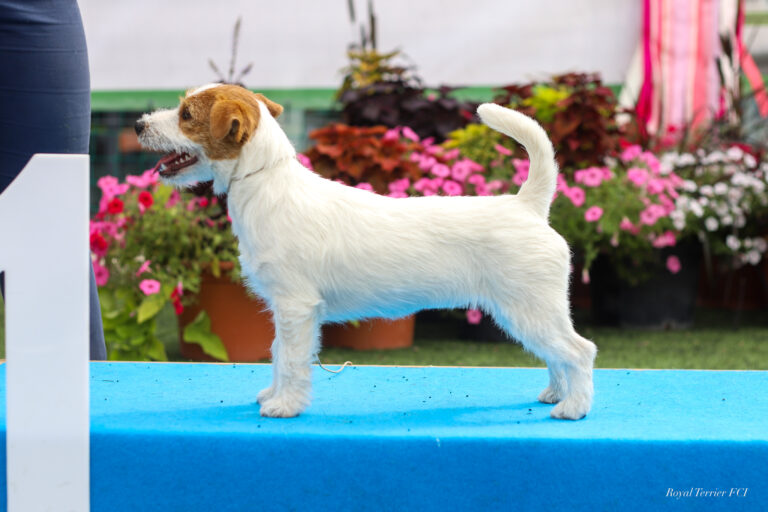 trymowanie jack russell terrier