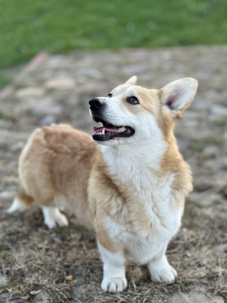 welsh corgi pembroke
