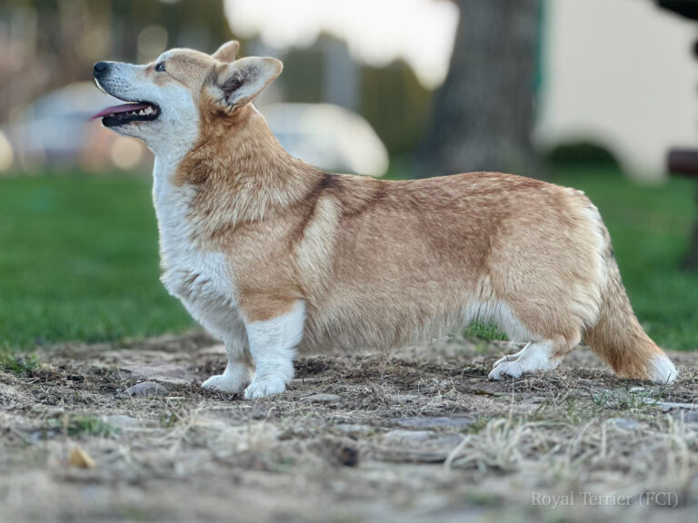 welsh corgi pembroke