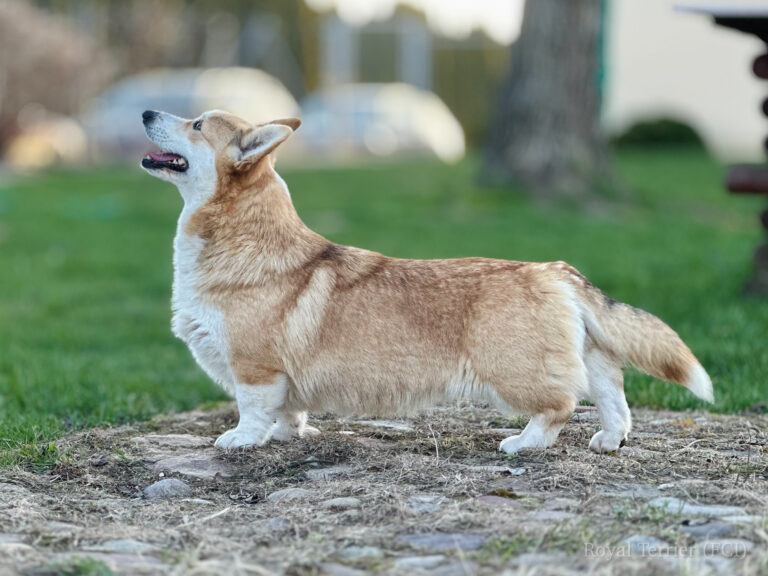 welsh corgi pembroke