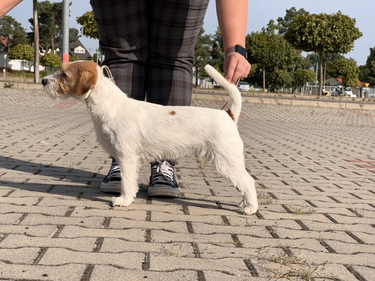 jack russell terrier