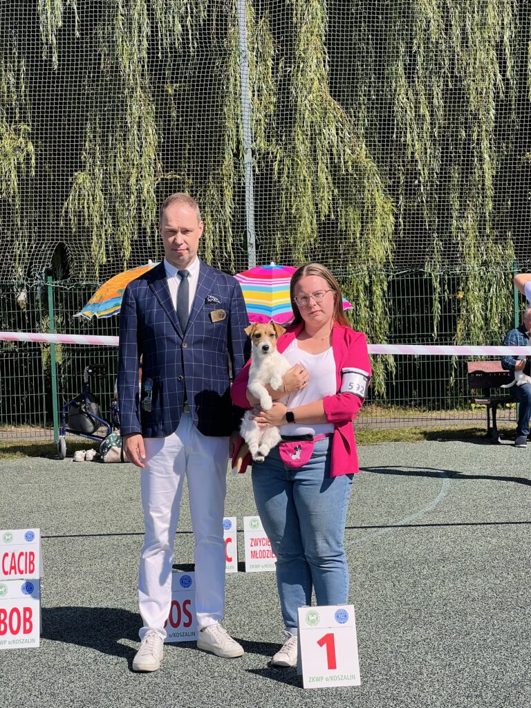 jack russell terrier