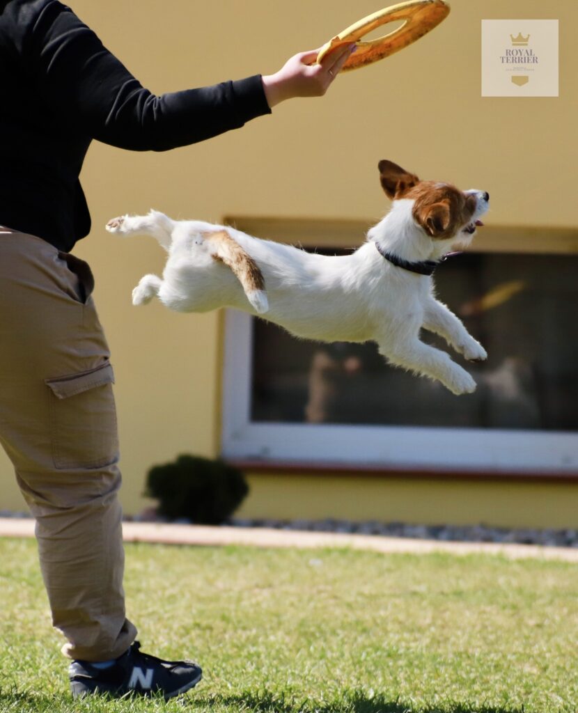 jack russell terrier