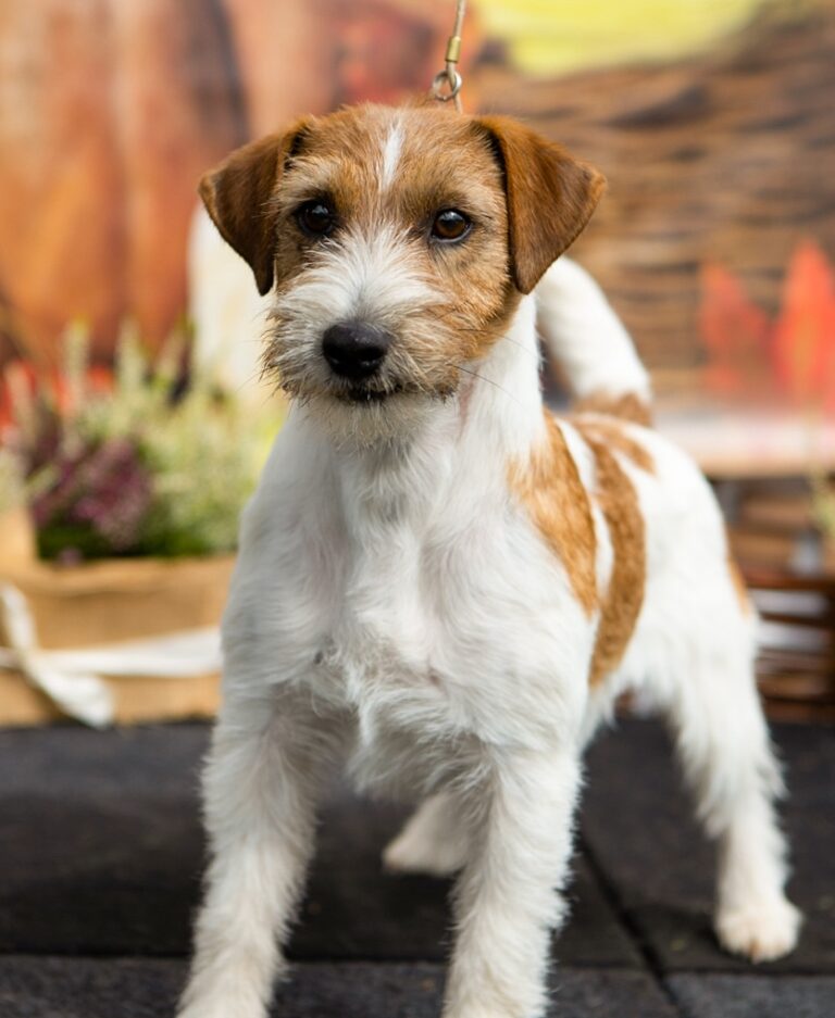 hodowla jack russell terrier Royal Terrier (FCI)