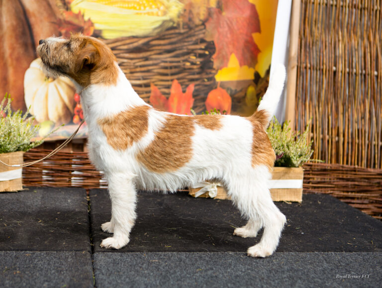 jack russell terrier reproduktor