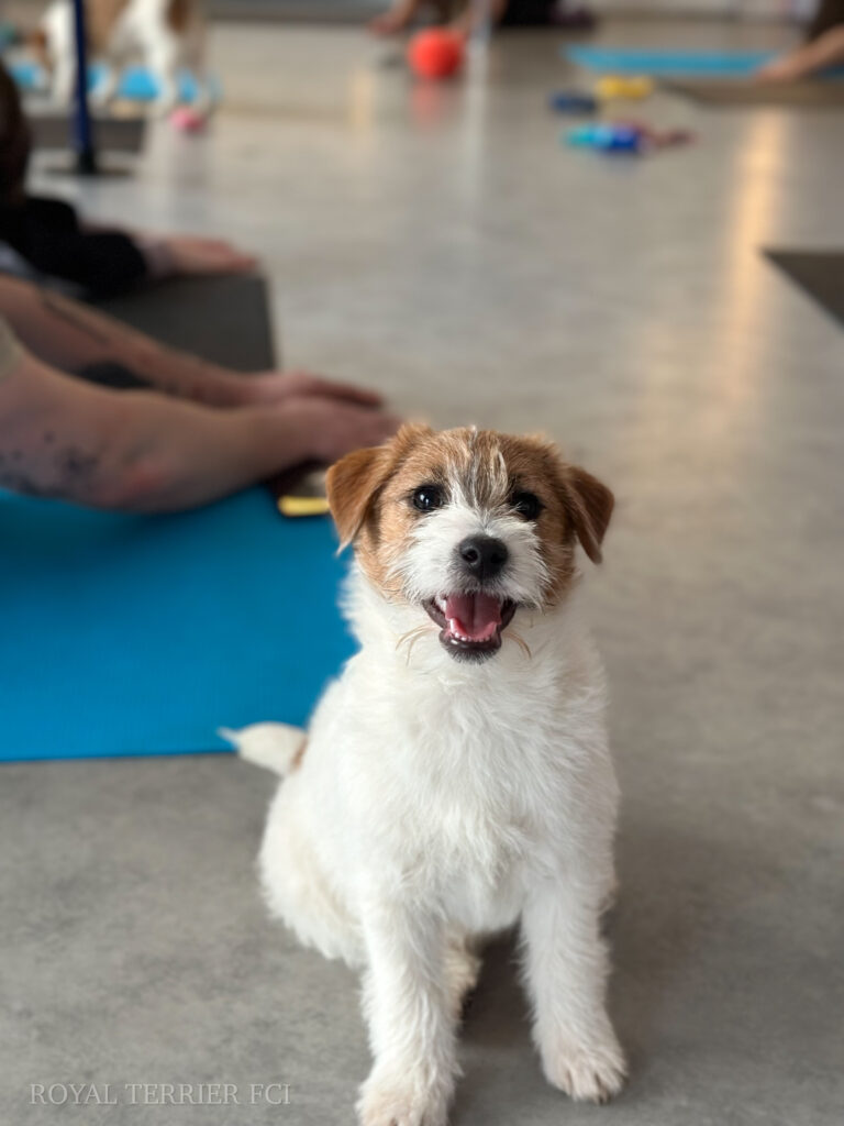 jack russell terrier