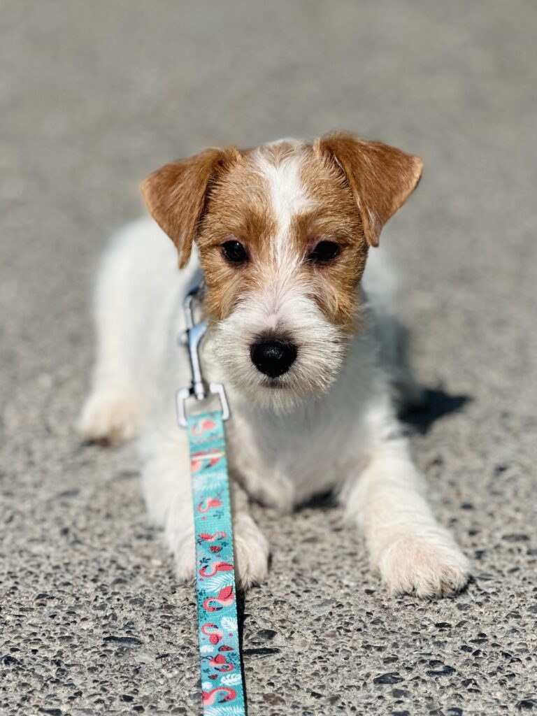 jack russell terrier