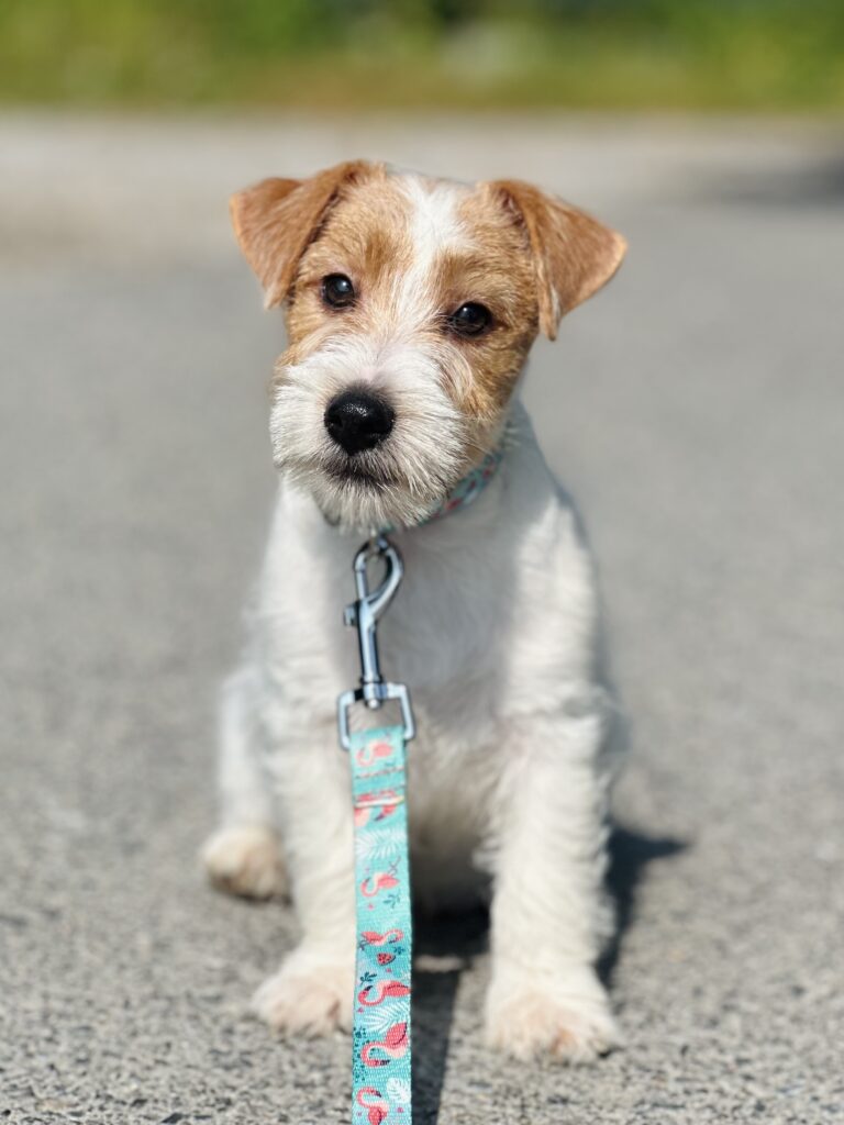jack russell terrier
