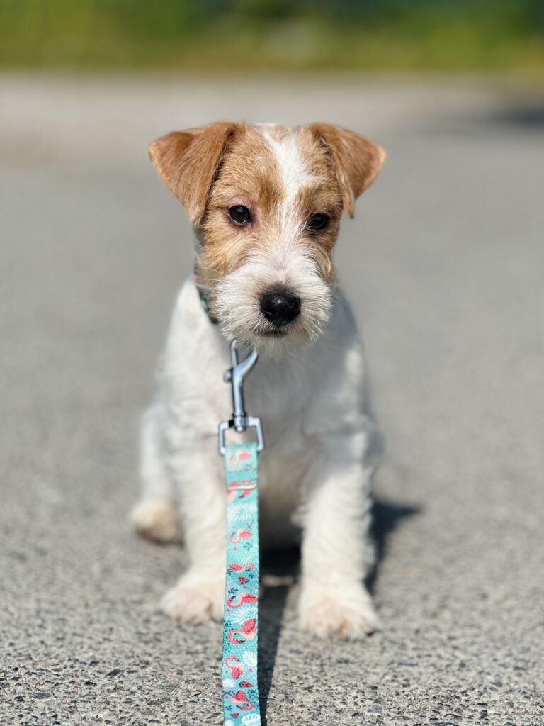 jack russell terrier