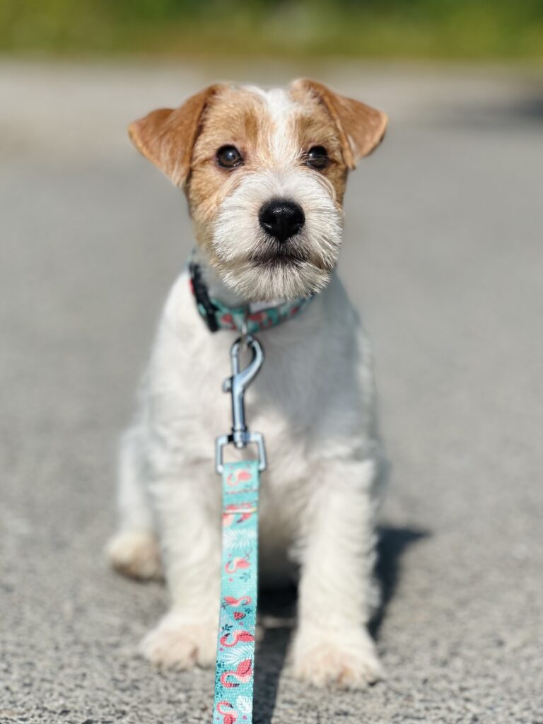 jack russell terrier