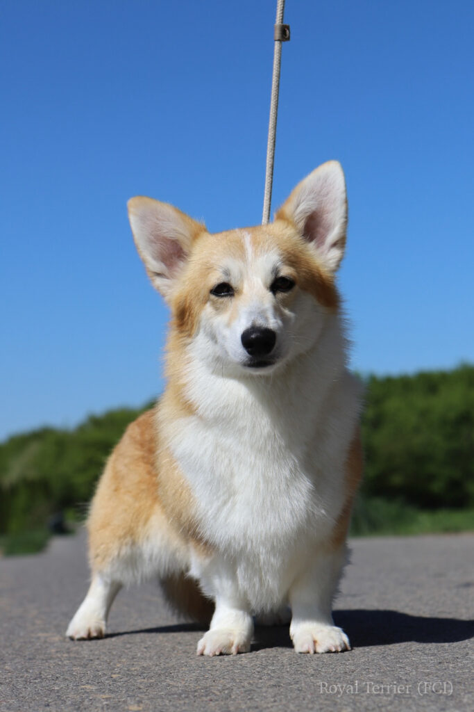 welsh corgi pembroke