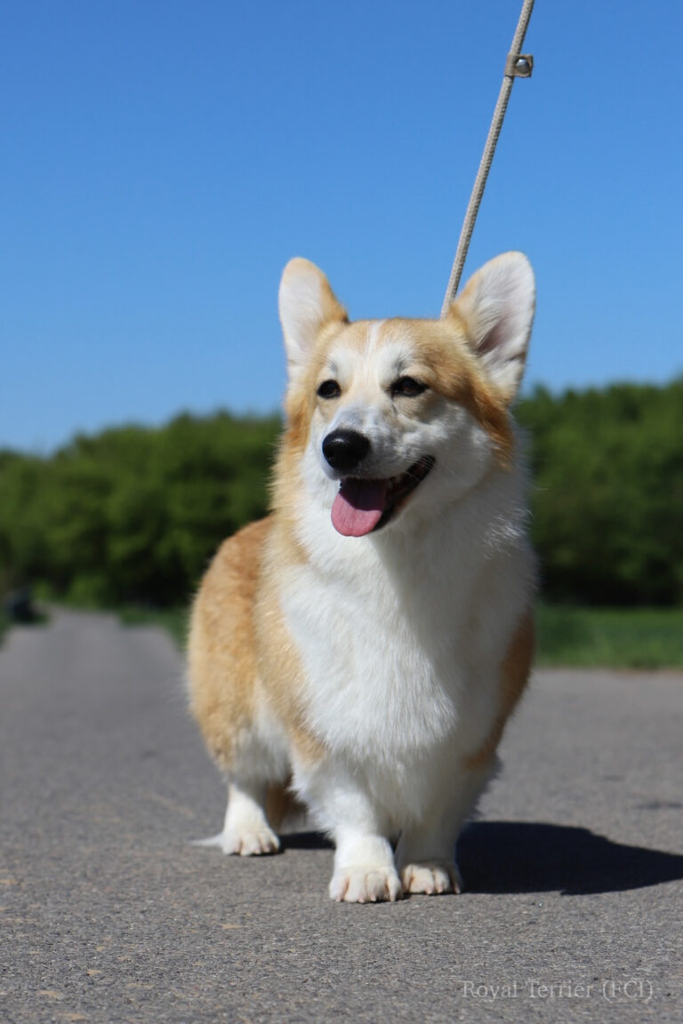 welsh corgi pembroke