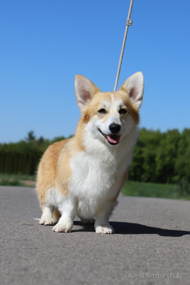welsh corgi pembroke