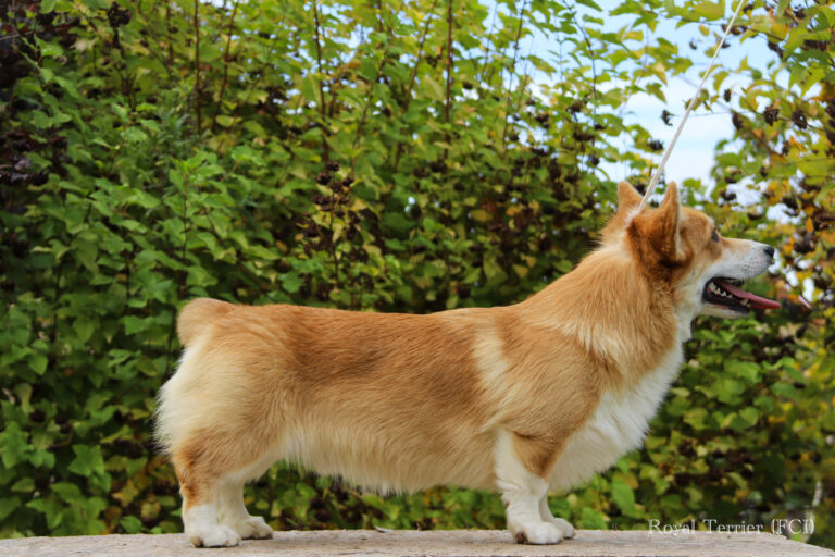 welsh corgi pembroke