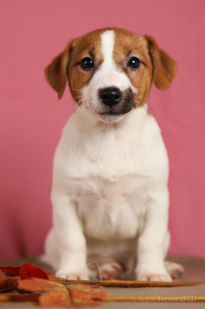 jack russell terrier
