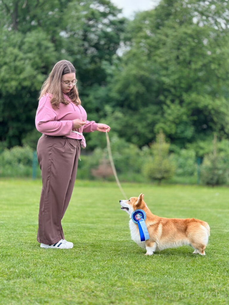 welsh corgi pembroke