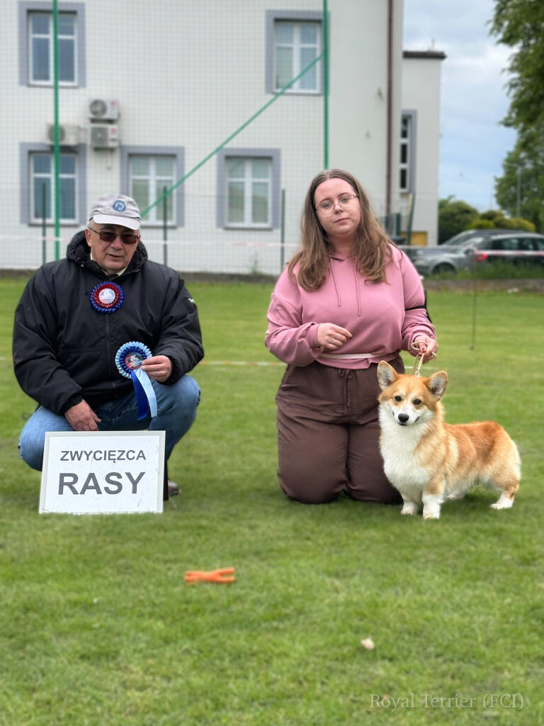 welsh corgi pembroke