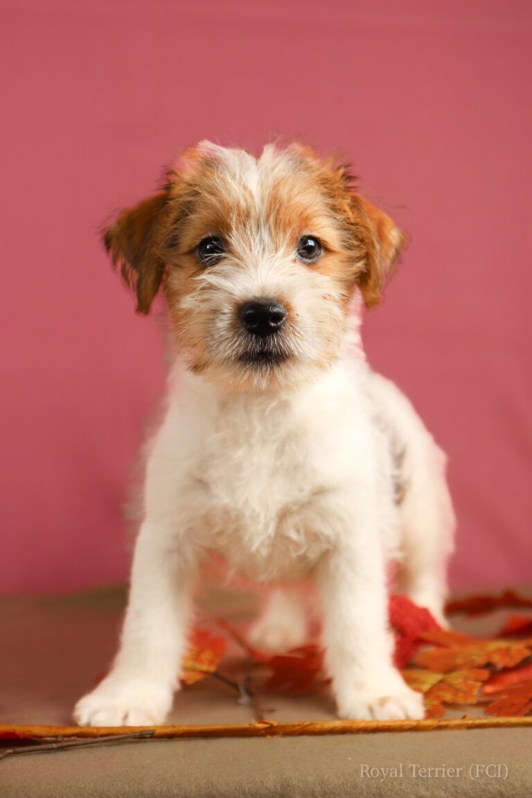 jack russell terrier