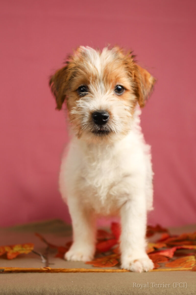 jack russell terrier