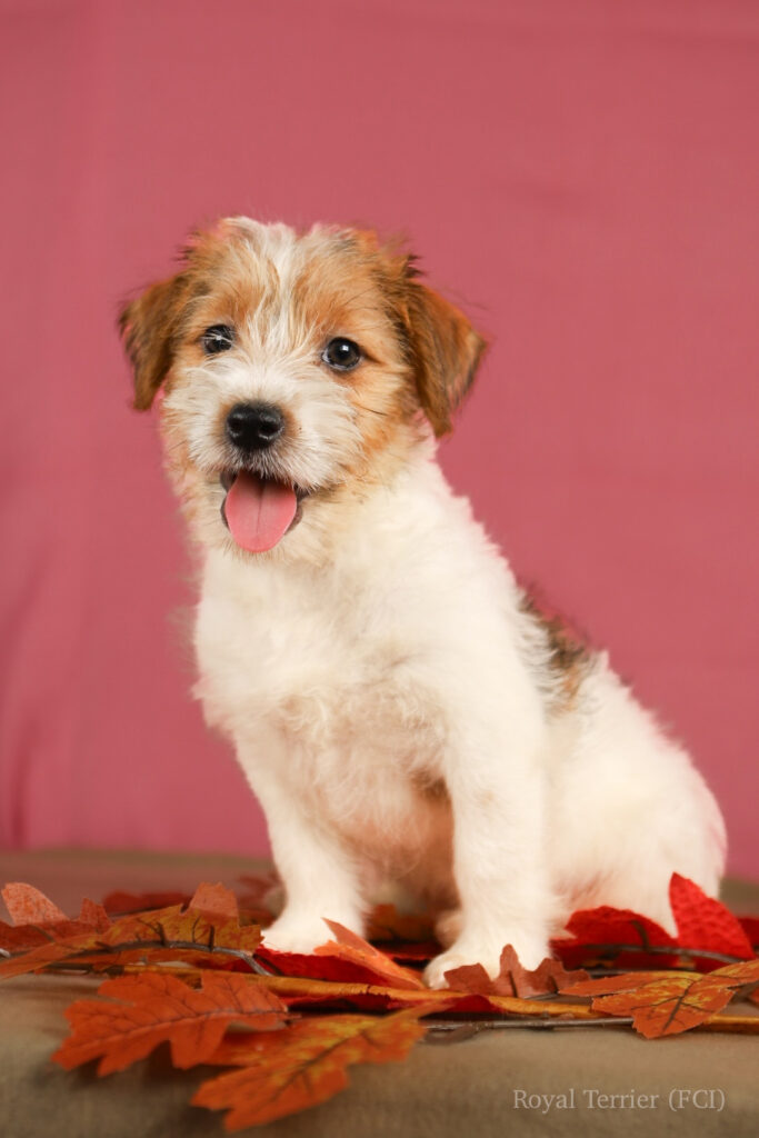 jack russell terrier