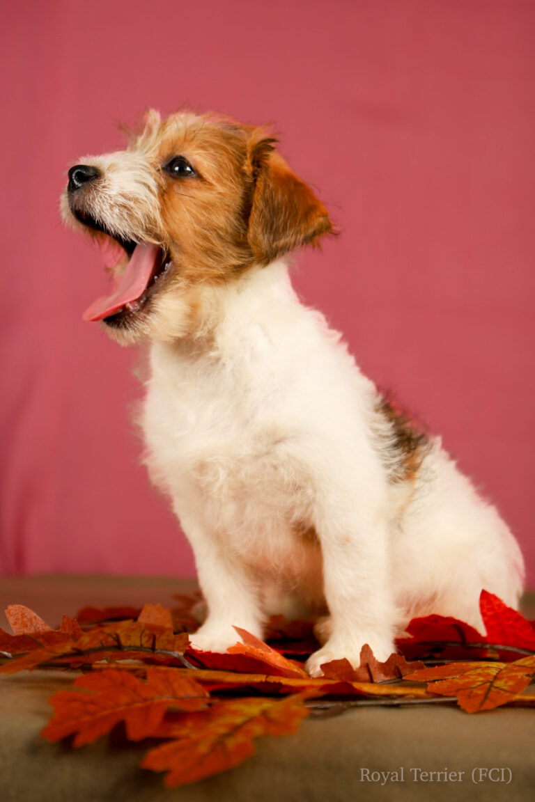 jack russell terrier