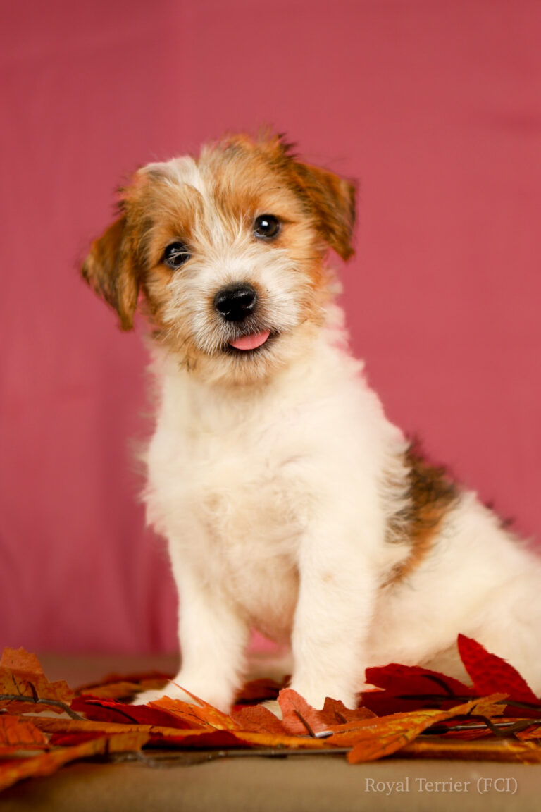 jack russell terrier