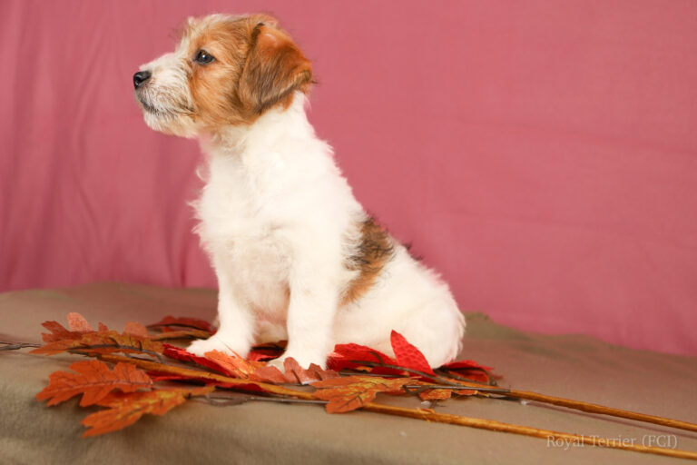 jack russell terrier