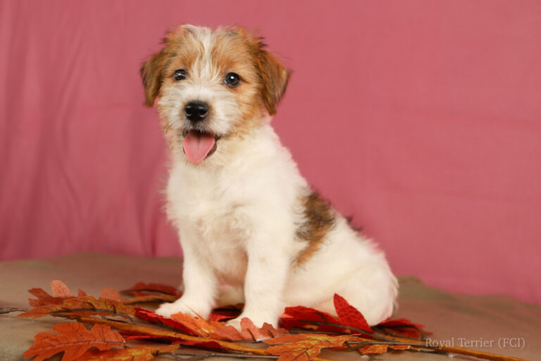 jack russell terrier