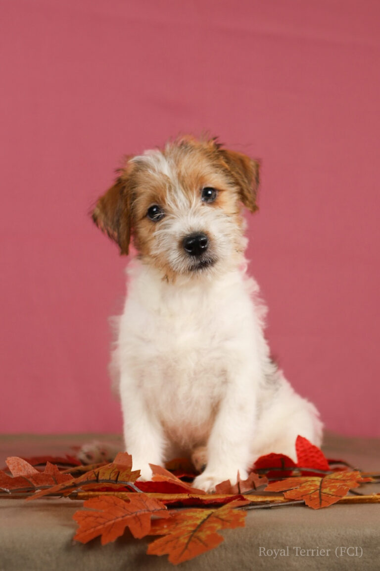 jack russell terrier