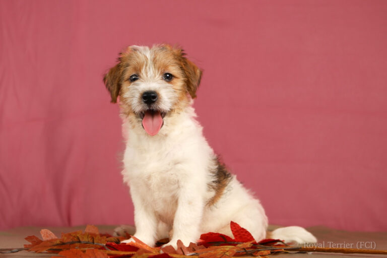 jack russell terrier
