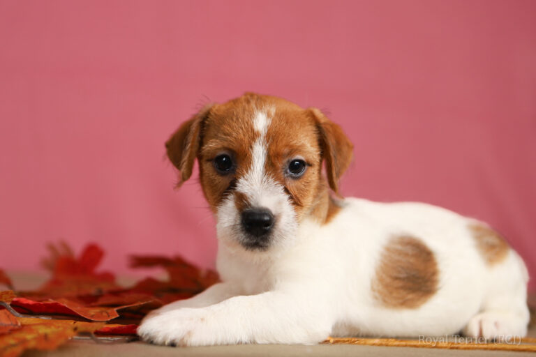 jack russell terrier