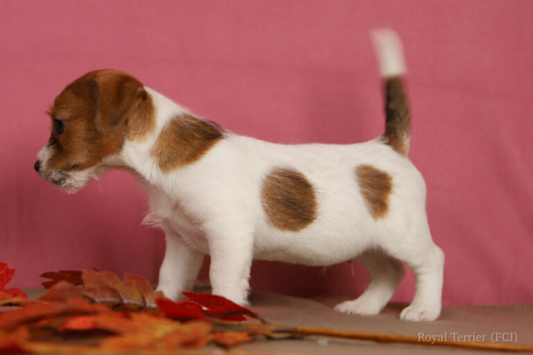 jack russell terrier