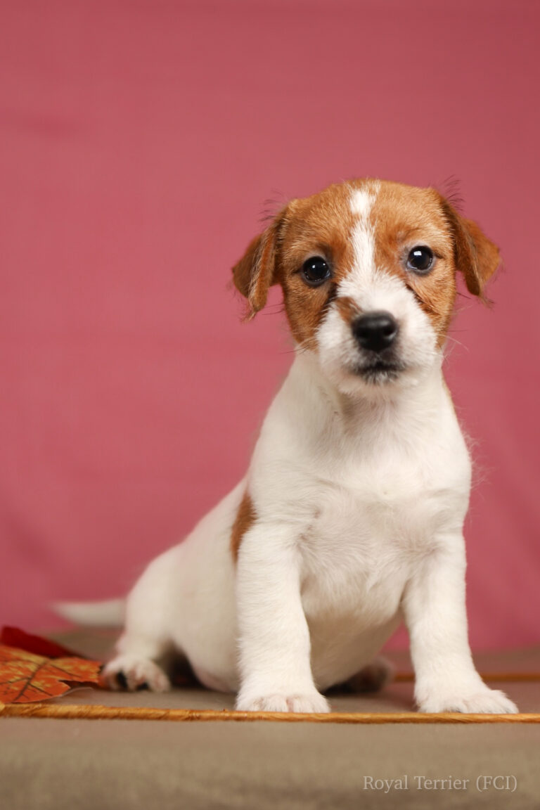 jack russell terrier